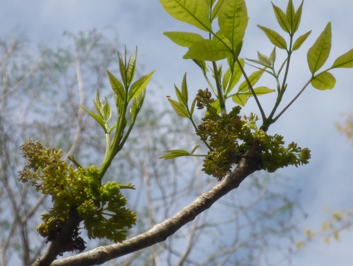 Fraxinus profunda image