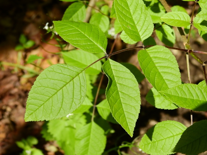 Fraxinus quadrangulata image