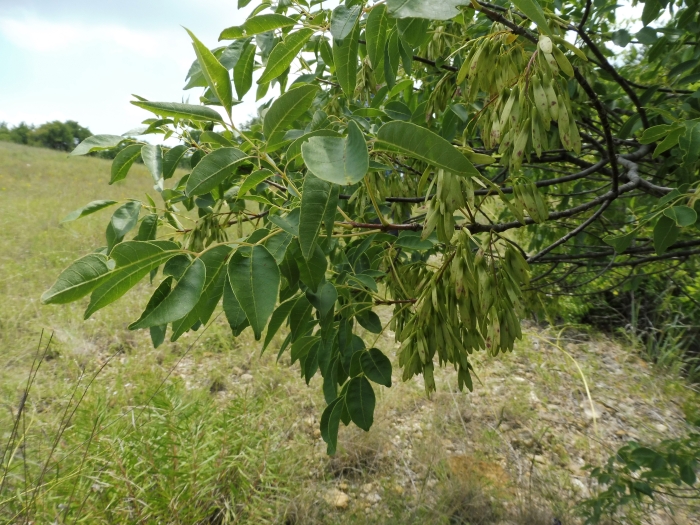 Fraxinus texensis image