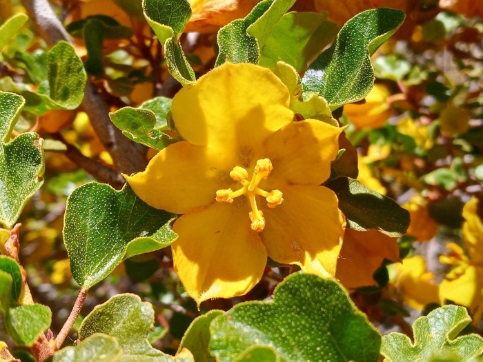Fremontodendron californicum image
