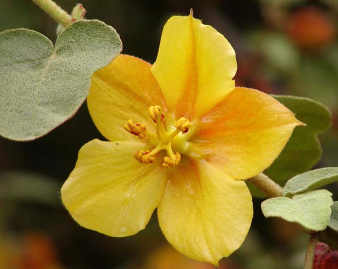 Fremontodendron mexicanum image