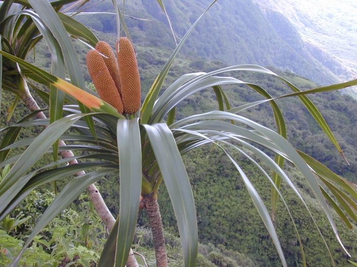 Freycinetia arborea image
