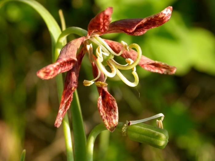 Fritillaria atropurpurea image