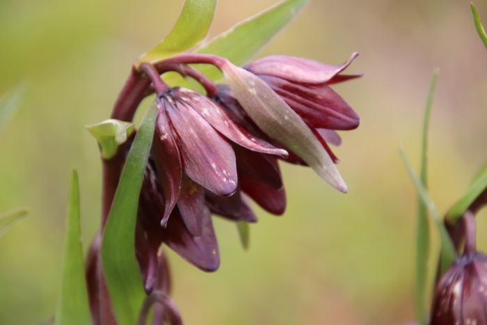 Fritillaria biflora image