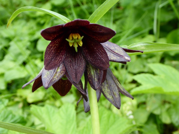 Fritillaria camschatcensis image
