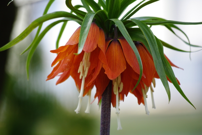 Fritillaria imperialis image