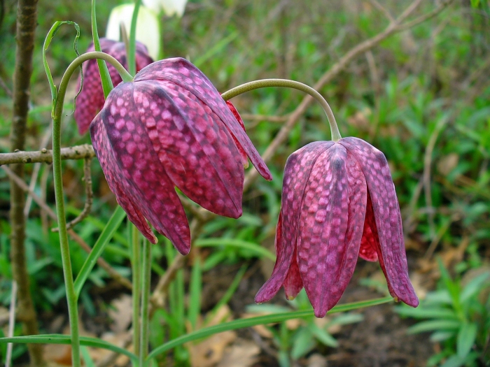 Fritillaria meleagris image
