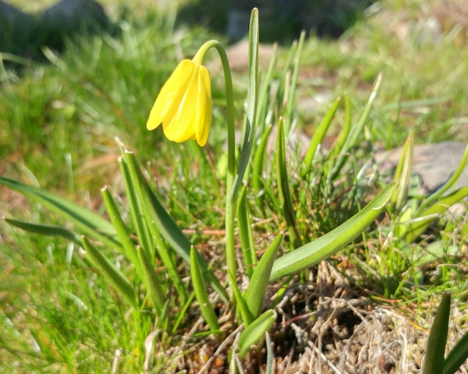 Fritillaria pudica image