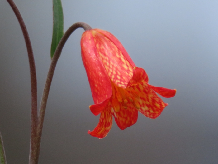 Fritillaria recurva image