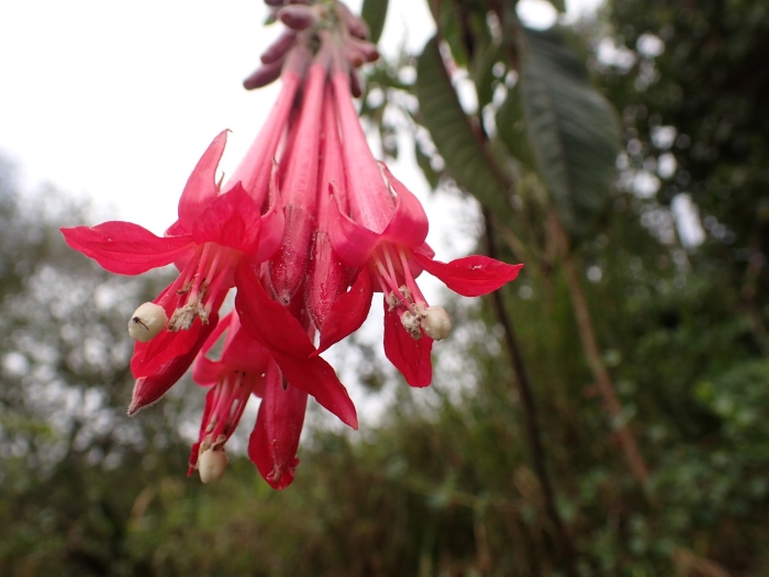 Fuchsia boliviana image