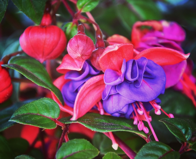 Fuchsia ×hybrida image