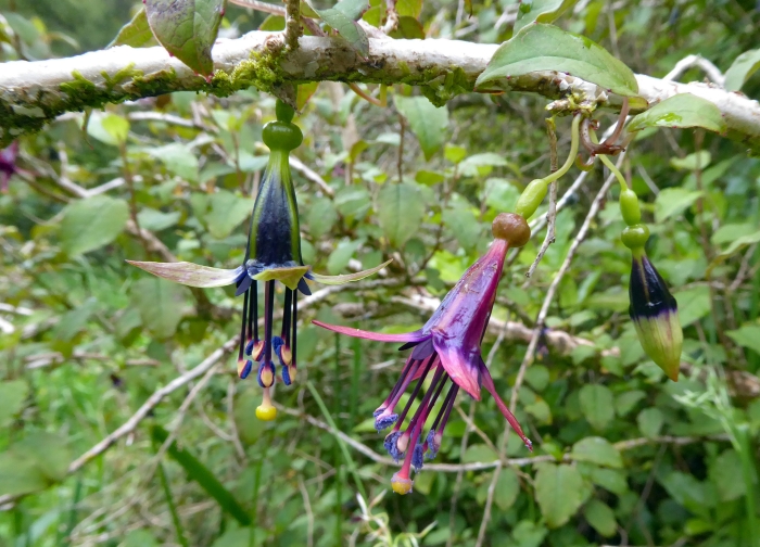 Fuchsia perscandens image