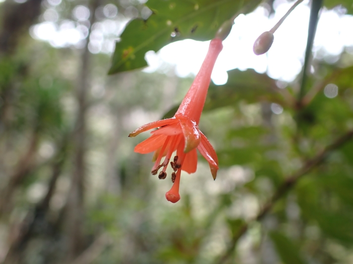 Fuchsia sanctae-rosae image