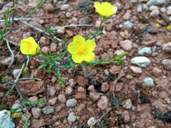 Fumana ericoides image