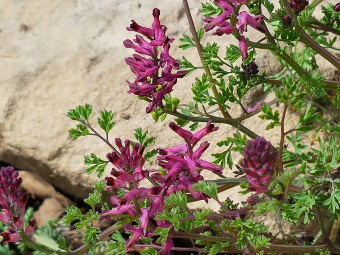 Fumaria officinalis image
