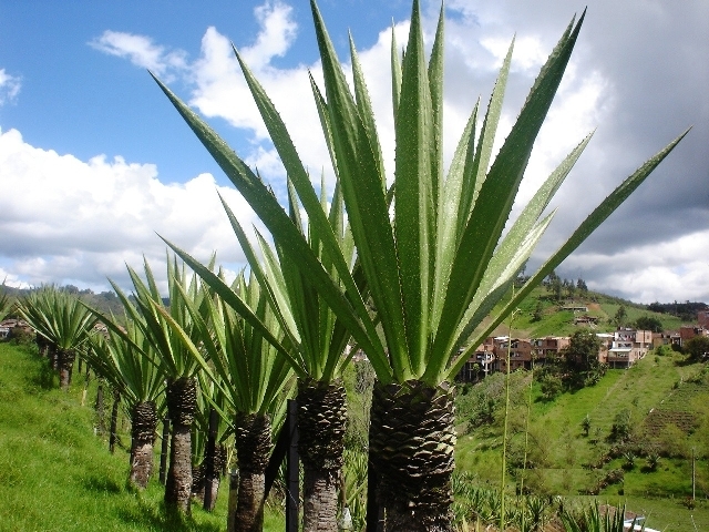 Furcraea andina image