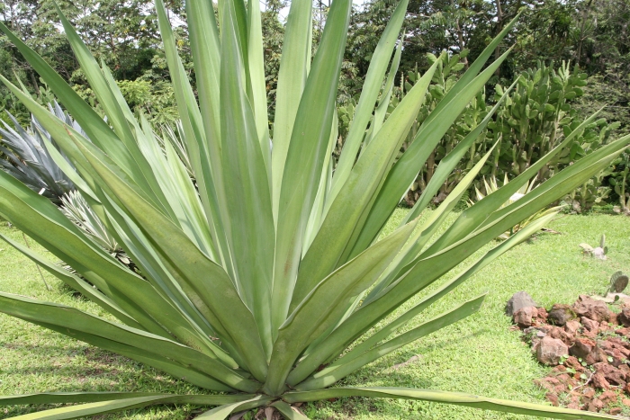 Furcraea cabuya image