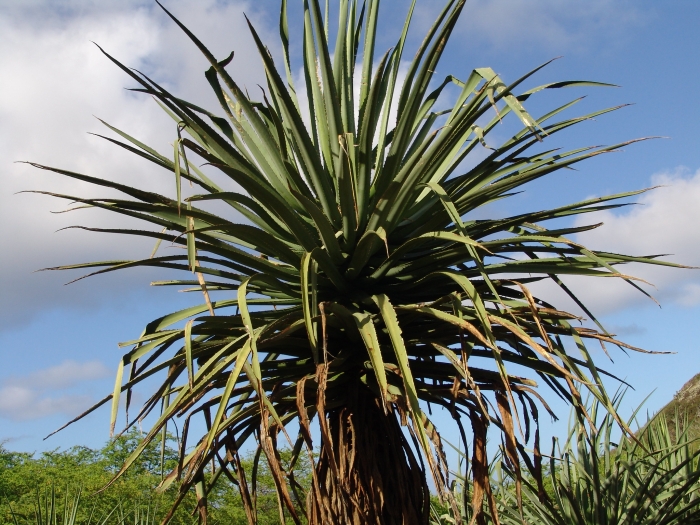 Furcraea macdougalii image
