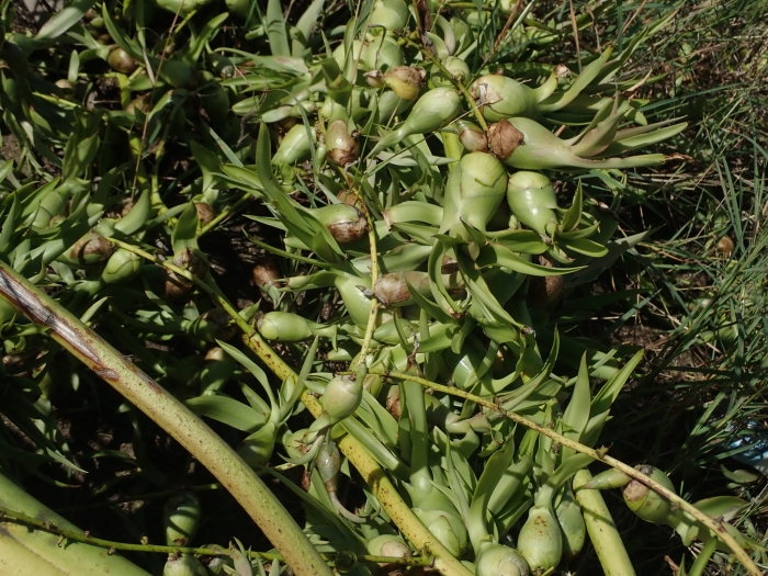 Furcraea tuberosa image
