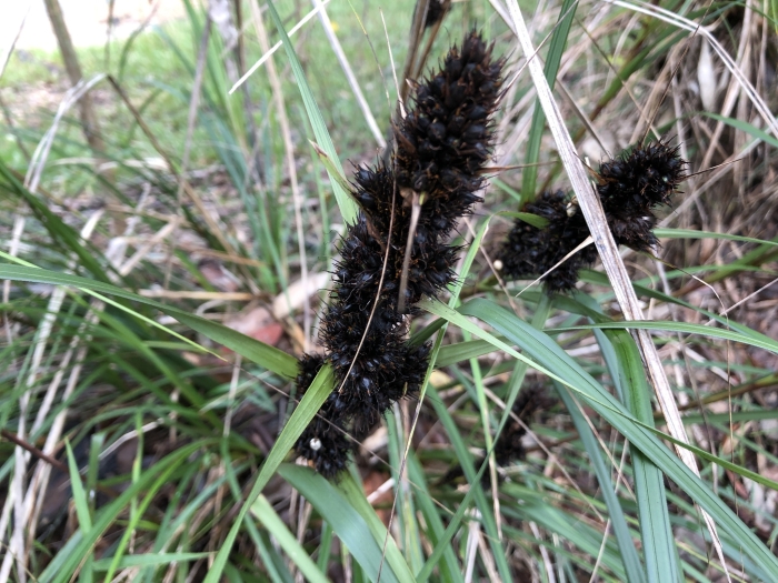 Gahnia aspera image