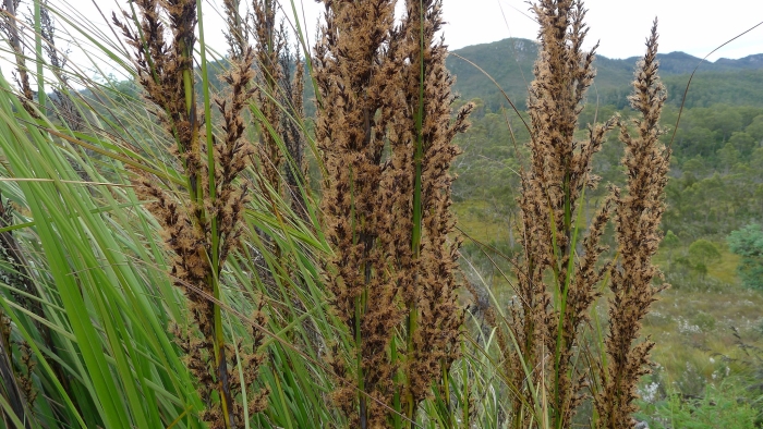 Gahnia grandis image