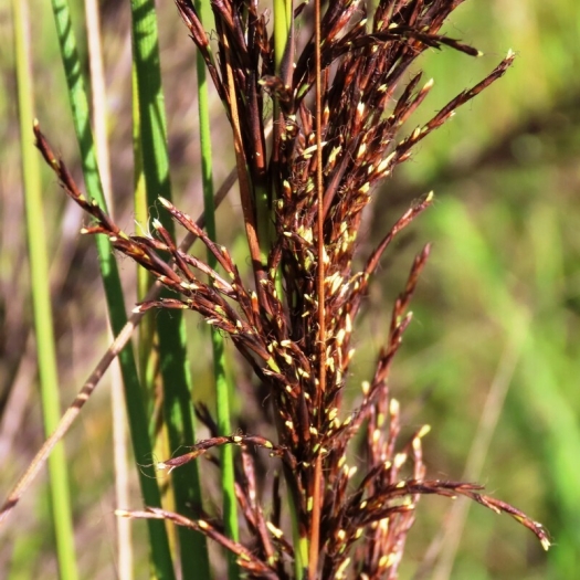 Gahnia radula image