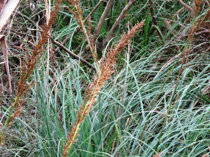 Gahnia sieberiana image