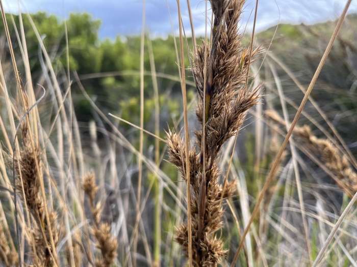 Gahnia trifida image