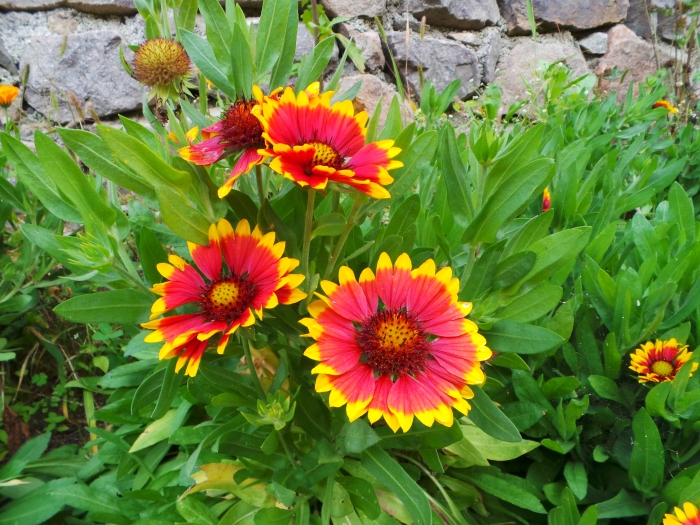 Gaillardia aristata image