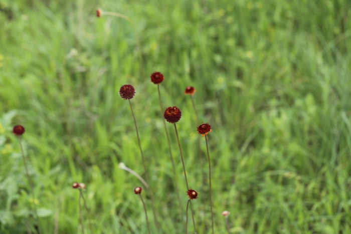 Gaillardia suavis image