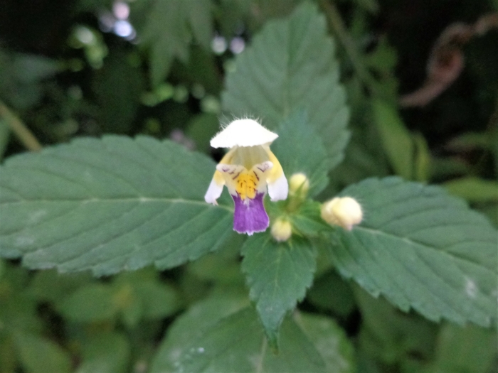 Galeopsis speciosa image