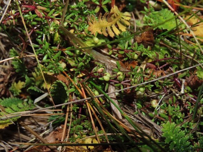 Galium antarcticum image