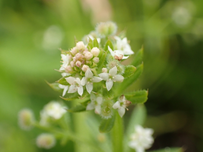 Galium aparine image