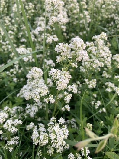 Galium boreale image