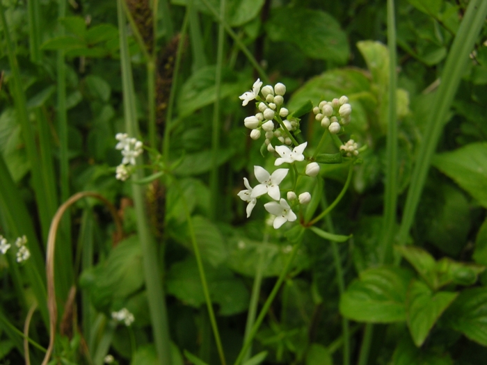 Galium debile image