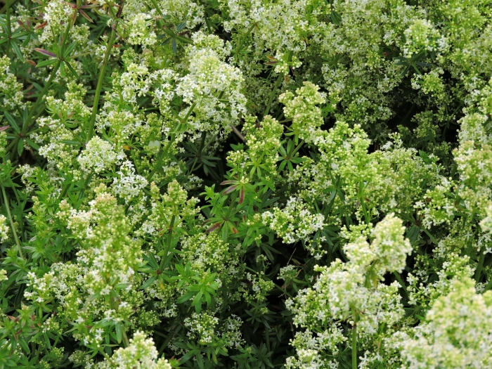 Galium mollugo image