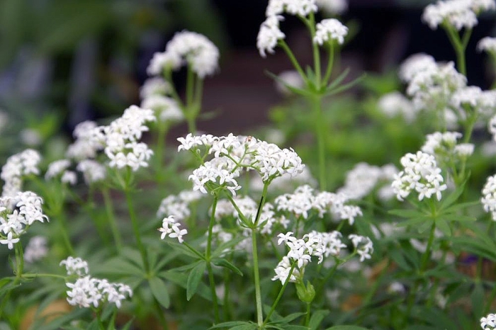 Galium odoratum image