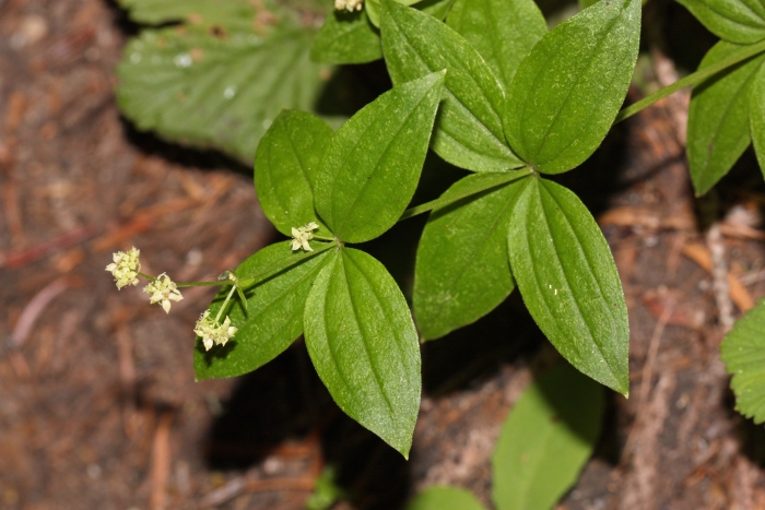 Galium oreganum image