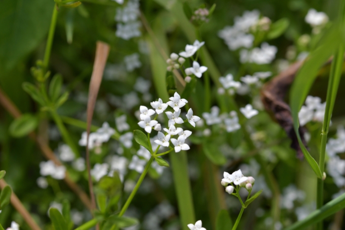 Galium palustre image