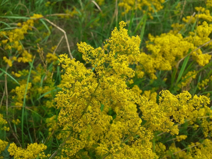 Galium verum image