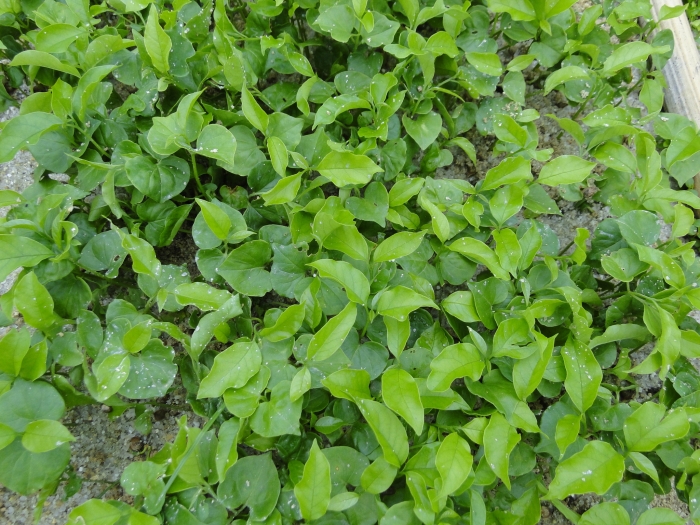 Gallesia integrifolia image