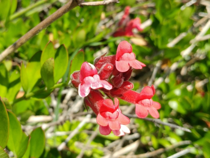 Gambelia speciosa image