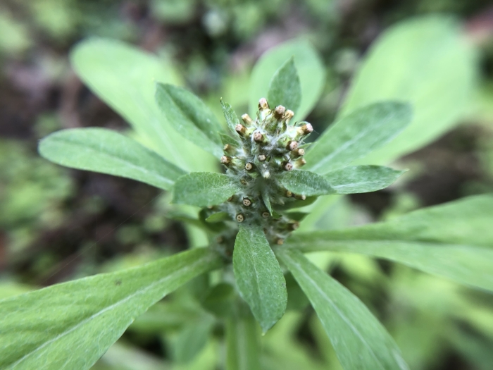 Gamochaeta purpurea image