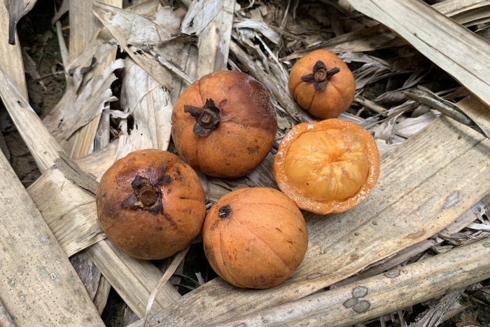 Garcinia cowa image