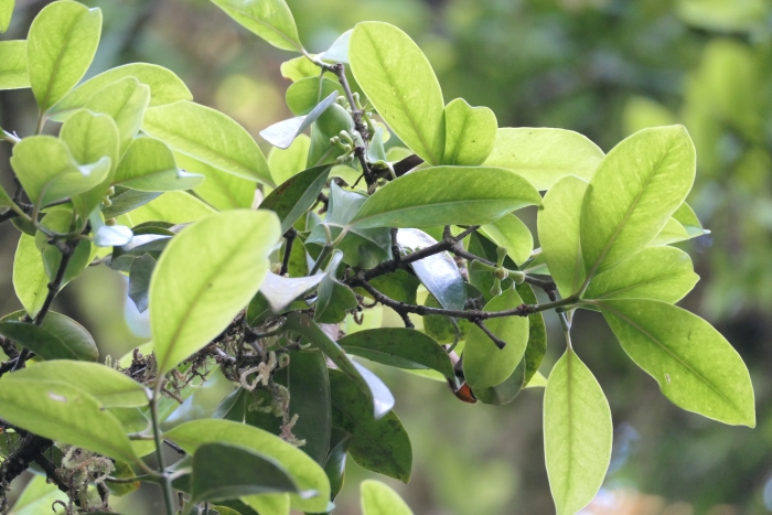 Garcinia gummi-gutta image