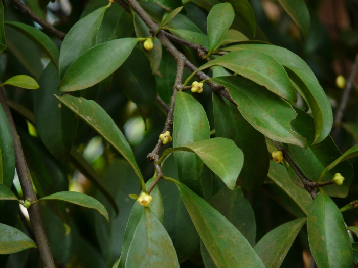 Garcinia indica image