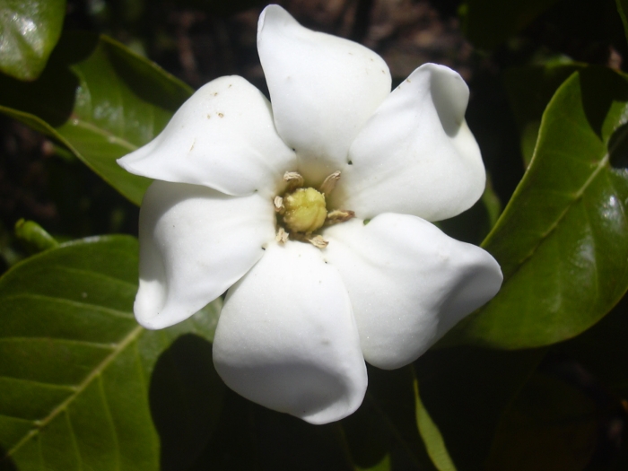 Gardenia brighamii image
