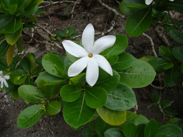 Gardenia taitensis image