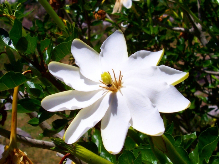 Gardenia thunbergia image