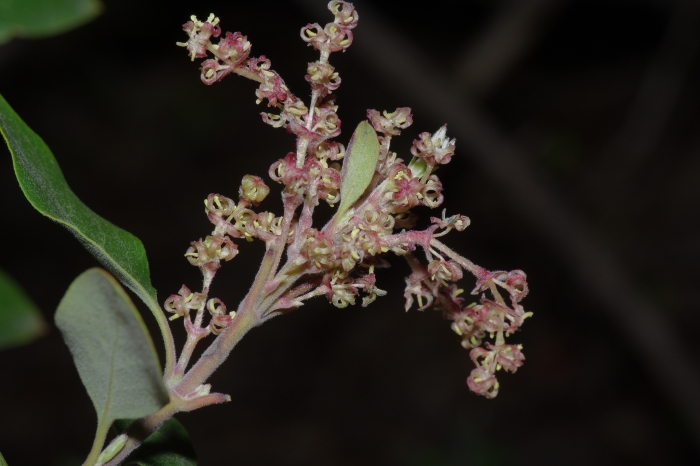 Garrya ovata image